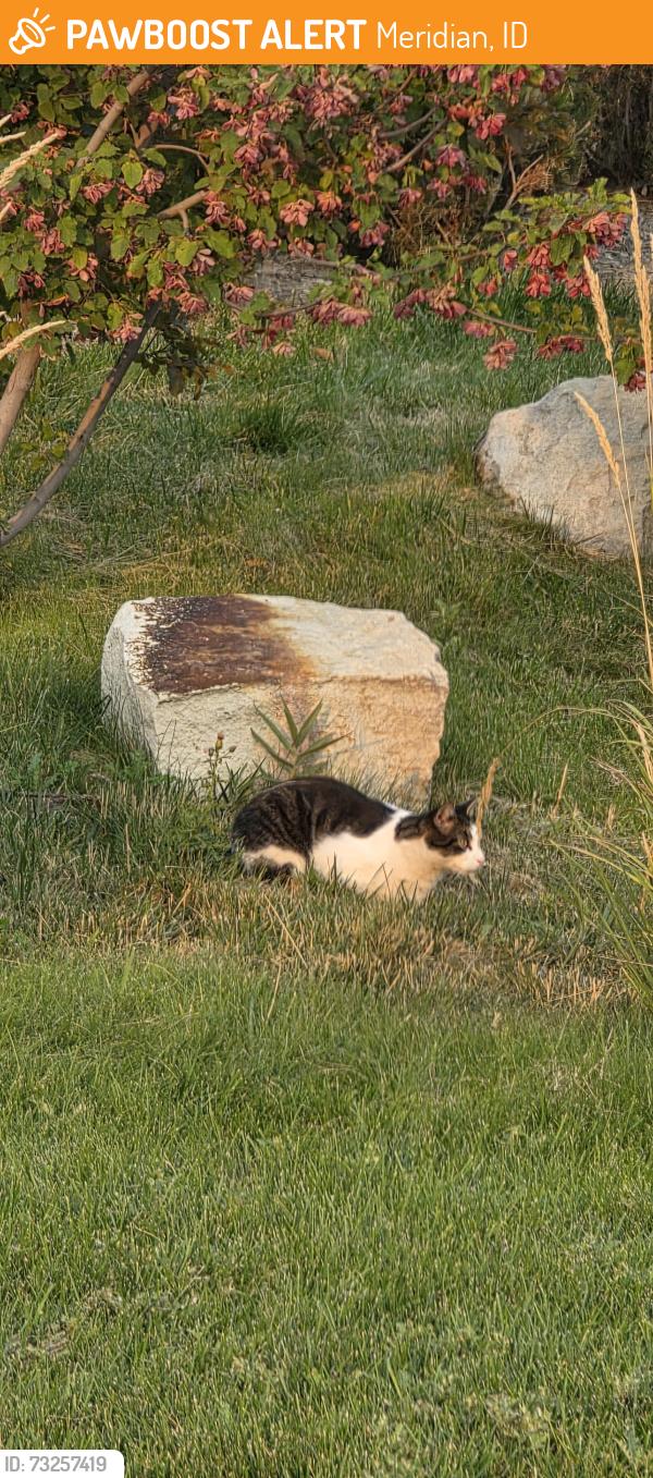 Found/Stray Unknown Cat last seen Lake Hazel/Arable Way, Meridian, ID 83709