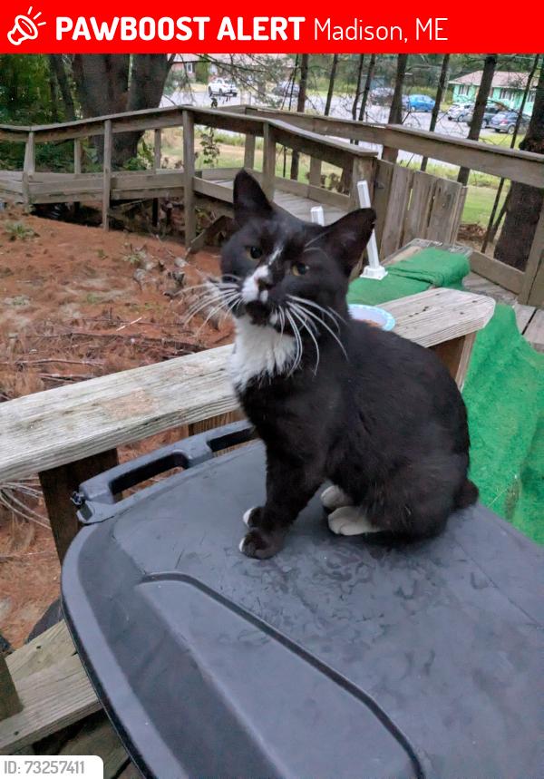 Lost Male Cat last seen Maxim Street, Hidden Acres Drive, Madison Health Center, Norris Preble, Madison, ME 04950