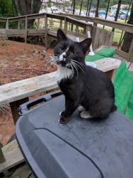 Lost Male Cat last seen Maxim Street, Hidden Acres Drive, Madison Health Center, Norris Preble, Madison, ME 04950