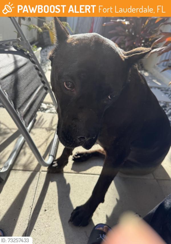 Found/Stray Female Dog last seen Sw 20th st, Fort Lauderdale, FL 33312