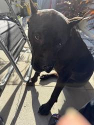 Found/Stray Female Dog last seen Sw 20th st, Fort Lauderdale, FL 33312