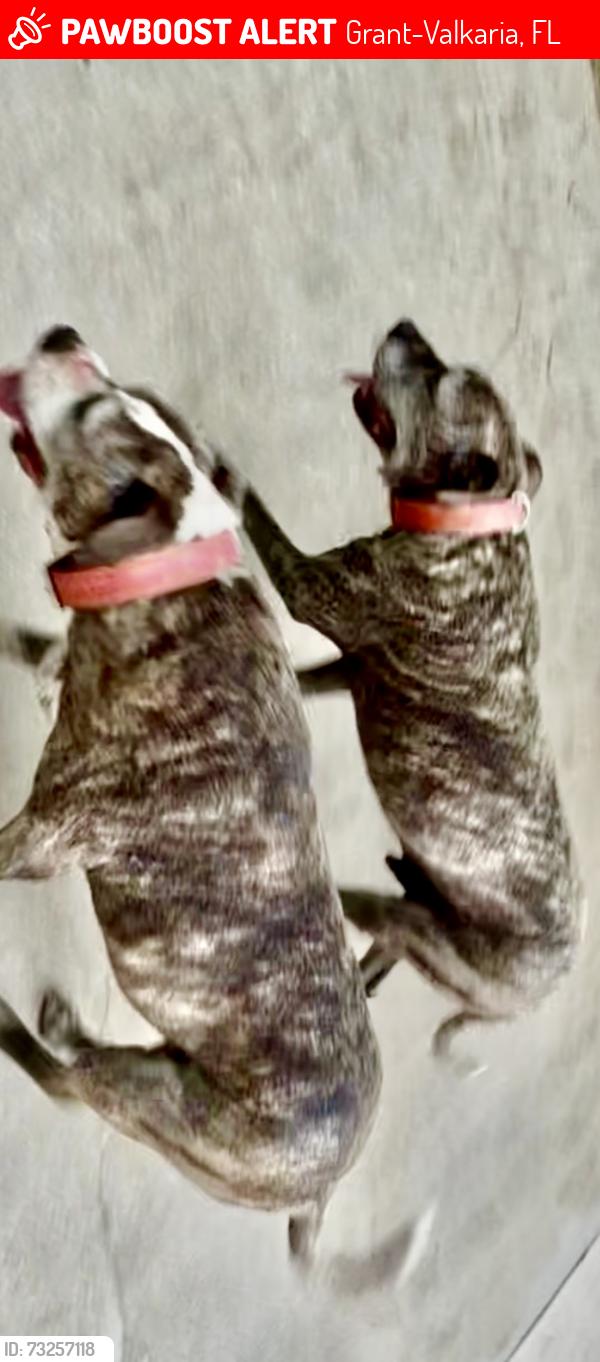 Lost Male Dog last seen Corey Rd Grant Valkaria, Grant-Valkaria, FL 32950