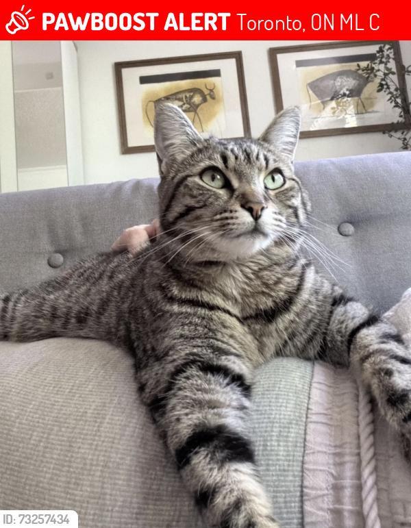 Lost Female Cat last seen Coxwell ave and Eastwood Road, Toronto, ON M4L 2C4