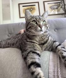 Lost Female Cat last seen Coxwell ave and Eastwood Road, Toronto, ON M4L 2C4