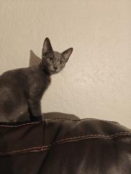 Found/Stray Male Cat last seen Georgiana Slough Bridge, Walnut Grove, CA 95690