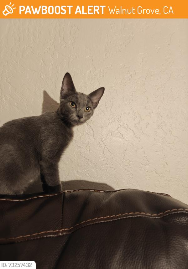Found/Stray Male Cat last seen Georgiana Slough Bridge, Walnut Grove, CA 95690