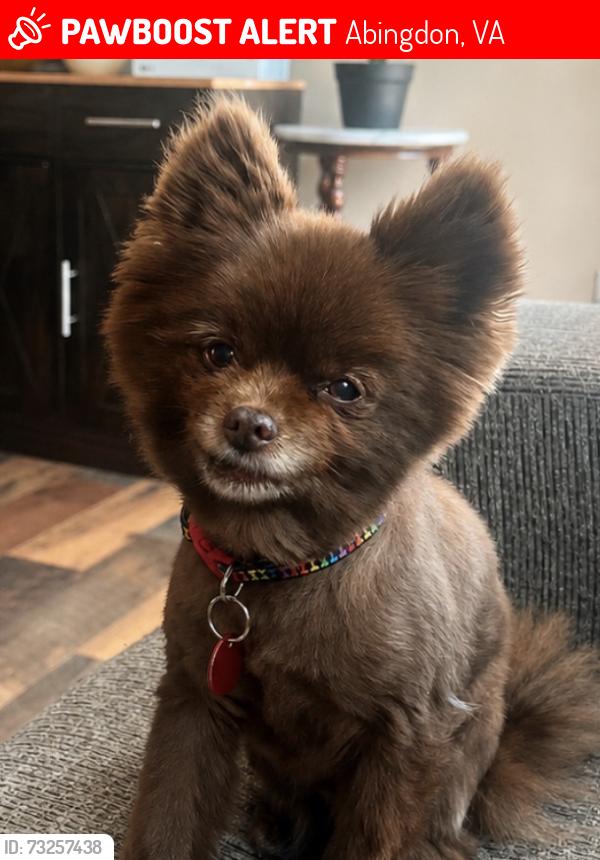 Lost Female Dog last seen Jeb Stewart hwy and the dollar general, Abingdon, VA 24211