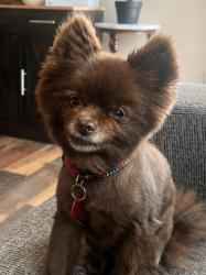 Lost Female Dog last seen Jeb Stewart hwy and the dollar general, Abingdon, VA 24211
