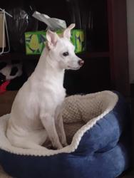 Reunited Male Dog last seen Rockland village Chantilly VA, Chantilly, VA 20151