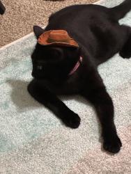 Lost Female Cat last seen Standish & Fruitridge, Sacramento, CA 95820