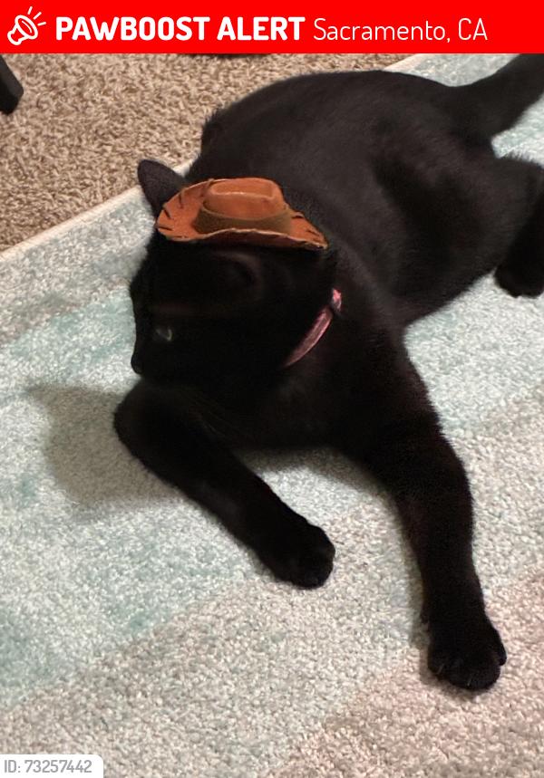 Lost Female Cat last seen Standish & Fruitridge, Sacramento, CA 95820