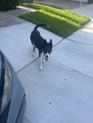 Found/Stray Female Dog last seen Allen and Dallas, Houston, TX 77019