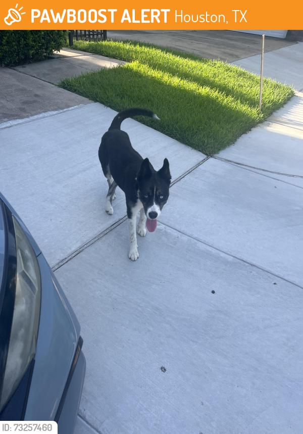 Found/Stray Female Dog last seen Allen and Dallas, Houston, TX 77019