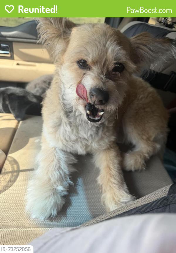 Reunited Male Dog last seen Mount Princeton Street, Brighton, CO 80601