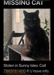 Lost Female Cat last seen Porto Bellagio & Beach Place, Sunny Isles Beach, FL 33160