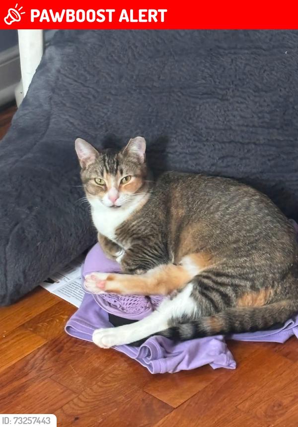 Lost Female Cat last seen Stop sign intersection at end of montour and aldersmead, North Chesterfield, VA 23236