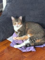 Lost Female Cat last seen Stop sign intersection at end of montour and aldersmead, North Chesterfield, VA 23236