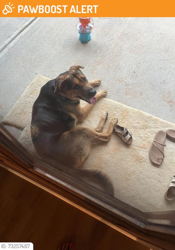 Found/Stray Male Dog last seen Millstone church road, Oglethorpe County, GA 30627