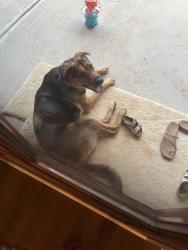 Found/Stray Male Dog last seen Millstone church road, Oglethorpe County, GA 30627