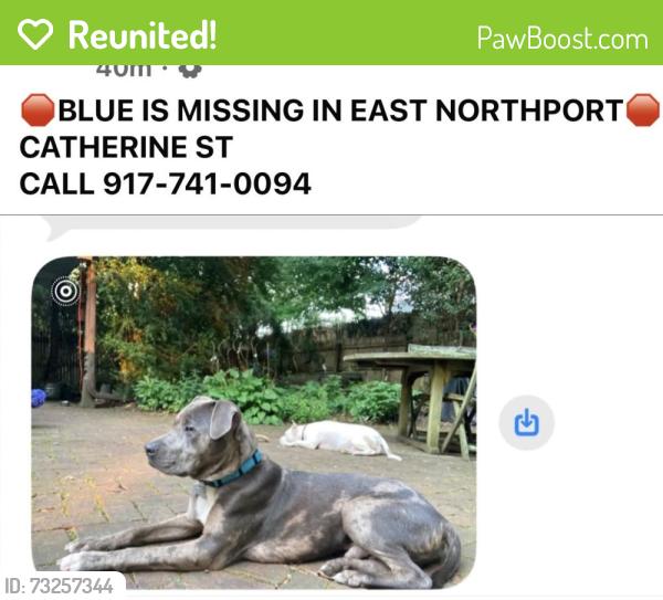 Reunited Male Dog last seen Dickinson, East Northport, NY 11731