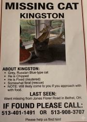 Lost Male Cat last seen Jones Florer Rd near Donald Roaf, Tate Township, OH 45106