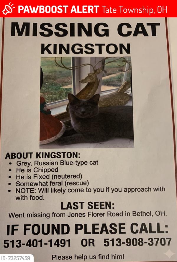 Lost Male Cat last seen Jones Florer Rd near Donald Roaf, Tate Township, OH 45106
