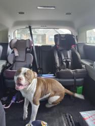 Reunited Male Dog last seen Bell lane, Santa Rosa County, FL 32571
