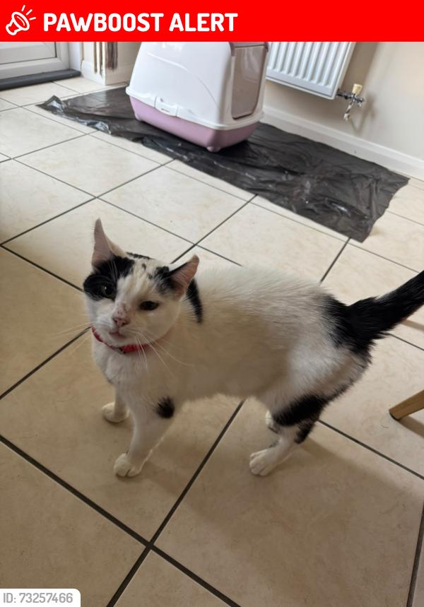 Lost Female Cat last seen NR86yb, Taverham, England NR8 6YB