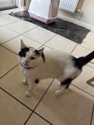 Lost Female Cat last seen NR86yb, Taverham, England NR8 6YB
