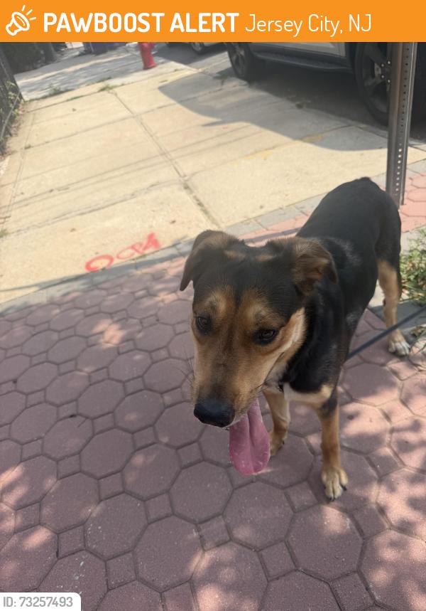 Found/Stray Male Dog last seen Bleecker and Liberty Ave, Jersey City, NJ 07307