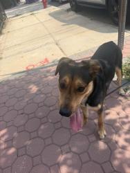 Found/Stray Male Dog last seen Bleecker and Liberty Ave, Jersey City, NJ 07307