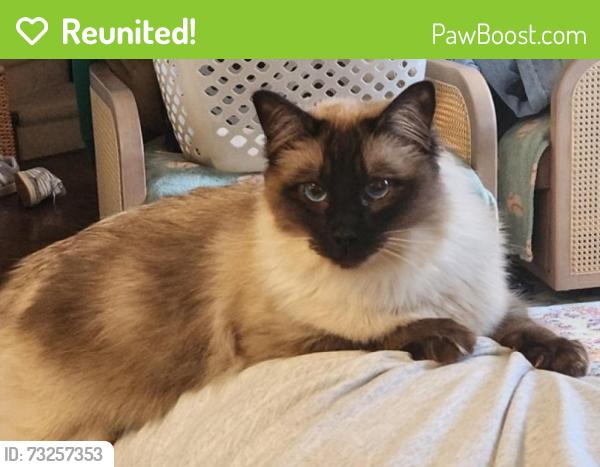 Reunited Male Cat last seen Upland Place and Hilton Street, Alexandria, VA 22314