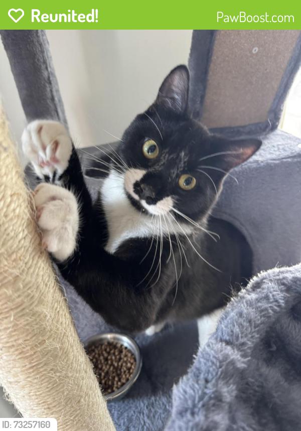 Reunited Male Cat last seen Morris st, Danbury, CT 06810