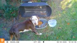 Found/Stray Male Dog last seen Hampton Downs Neighborhood - Painted Pony Ct & Downs Drive near Cherokee and Robin Hood, Kershaw County, SC 29045
