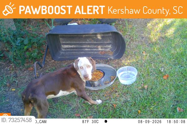 Found/Stray Male Dog last seen Hampton Downs Neighborhood - Painted Pony Ct & Downs Drive near Cherokee and Robin Hood, Kershaw County, SC 29045