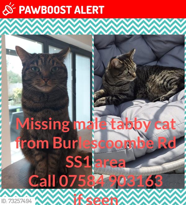 Lost Male Cat last seen Burlescoombe Road, Southend-on-Sea, England 
