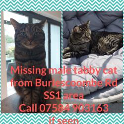 Lost Male Cat last seen Burlescoombe Road, Southend-on-Sea, England 