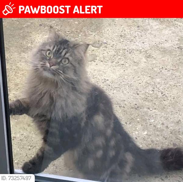 Lost Male Cat last seen The White Horse Pub, Shenley, England WD7 9AT