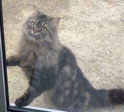 Lost Male Cat last seen The White Horse Pub, Shenley, England WD7 9AT