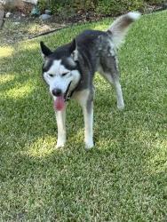 Found/Stray Male Dog last seen flt rocknrd, Fort Worth, TX 76132