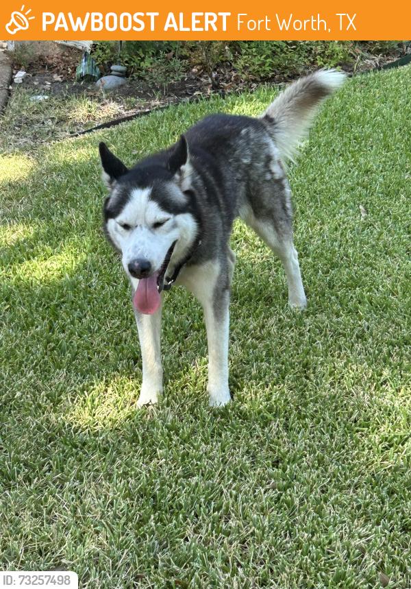 Found/Stray Male Dog last seen flt rocknrd, Fort Worth, TX 76132