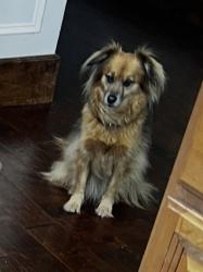 Reunited Male Dog last seen Dudley avenue, Georgetown, KY 40324