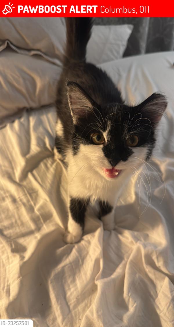 Lost Female Cat last seen piedmont rd, Columbus, OH 43214