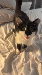 Lost Female Cat last seen piedmont rd, Columbus, OH 43214
