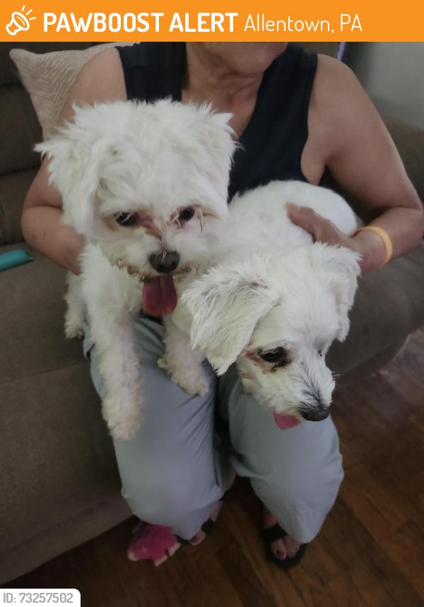 Found/Stray Male Dog last seen Irving and east tilghman, Allentown, PA 18109