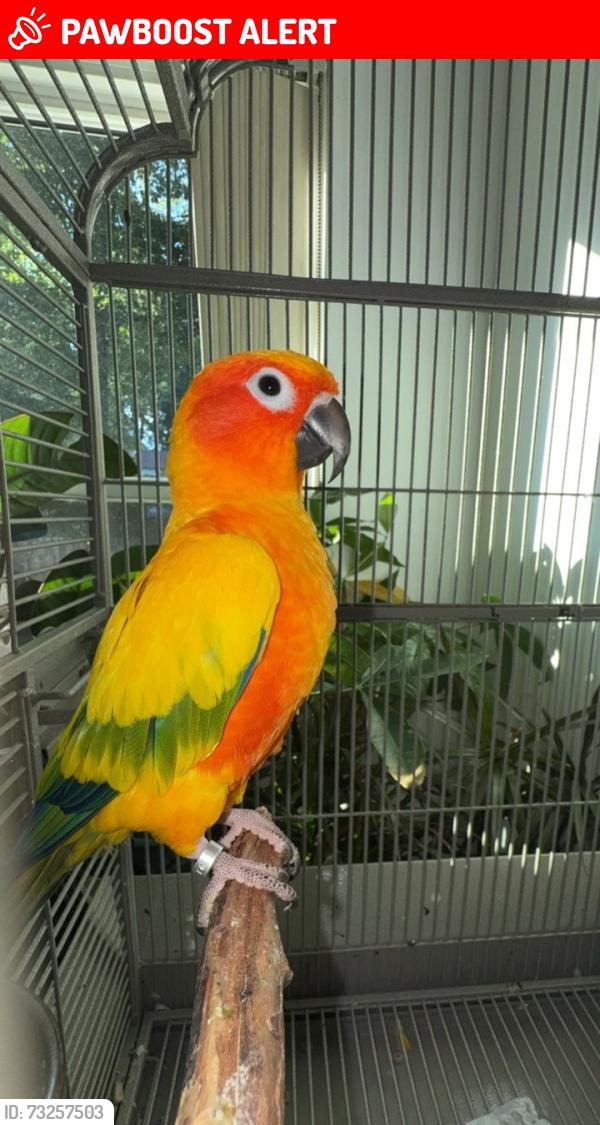Lost Female Bird last seen Bridgeview Road, Lower Southampton Township, PA 19053