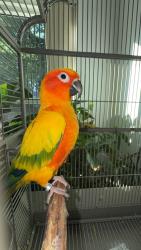 Lost Female Bird last seen Bridgeview Road, Lower Southampton Township, PA 19053