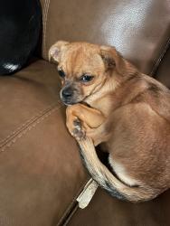 Lost Male Dog last seen Lamonte ave and auburn ave near oxford, Port Charlotte, FL 33948