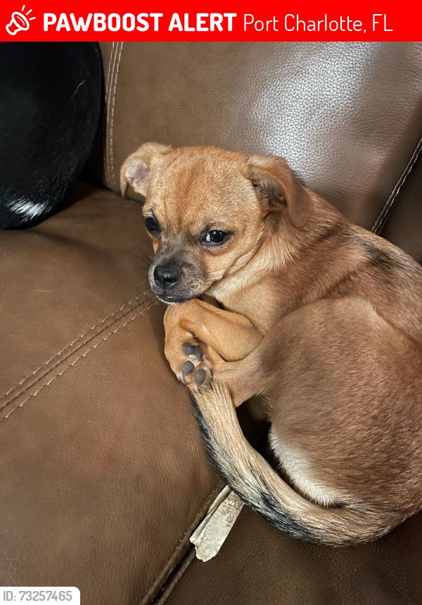 Lost Male Dog last seen Lamonte ave and auburn ave near oxford, Port Charlotte, FL 33948
