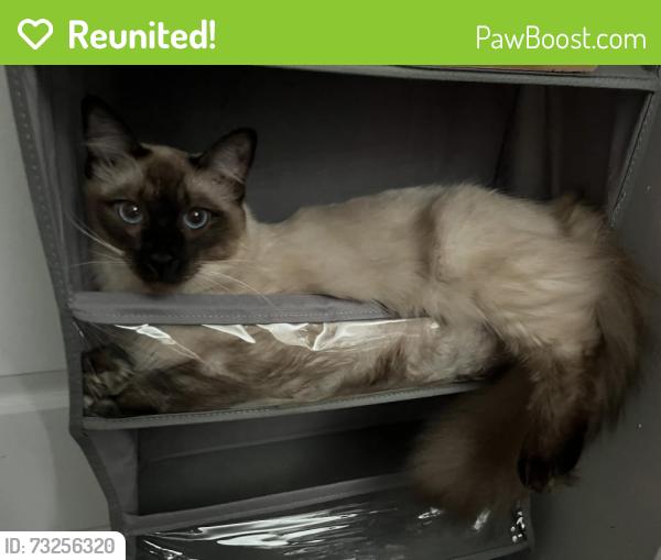 Reunited Male Cat last seen Hilton and upland down the hill of the tree swing, Alexandria, VA 22314